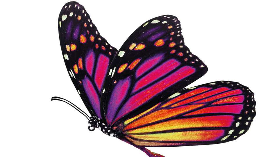 Der selbstreinigende Lotoseffekt, den man auch vom Schmetterlingsflügel kennt, basiert auf einer mikro- und nanostrukturierten Oberfläche.