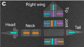 Die rasterelektronenmikroskopische Aufnahme zeigt den vogelartigen Aufbau mit Anordnungen von nanoskaligen Magneten. Zum Größenvergleich: Der weiße Balken misst 15 Mikrometer.