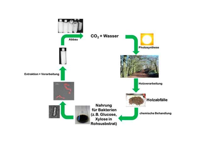 Kreislaufwirtschaft: Aus Holzabfällen entstehen mithilfe von Bakterien Biokunststoffe, aus deren Abbauprodukten im Wege der Fotosynthese wieder neues Holz entsteht.