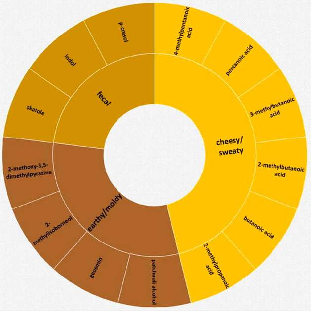 Die Grafik zeigt auf, welche Stoffwechselprodukte welche Geruchsnoten verursachen.