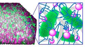 Die Bakterien (grün) sind in einem Kompositmaterial aus Kohlenstoff-Nanoröhrchen (grau) und Kieselsäure-Nanopartikeln (lila) verwoben mit DNA (blau) eingebettet. Das System leitet den mikrobiell erzeugten Strom und lässt sich mit Enzymen steuern.