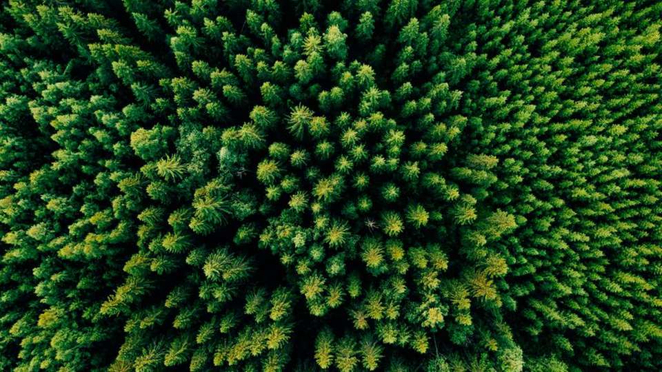 Holz als Baumaterial für Windenergieanlagen könnte deren Klimabilanz weiter verbessern. 