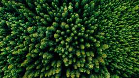 Holz als Baumaterial für Windenergieanlagen könnte deren Klimabilanz weiter verbessern. 