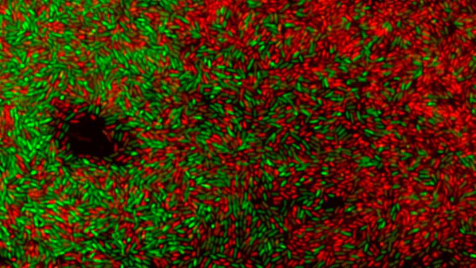 Ein Biofilm mit Pseudomonas-plecoglossicida-Bakterien: Lebende Organismen sind grün, tote rot eingefärbt.