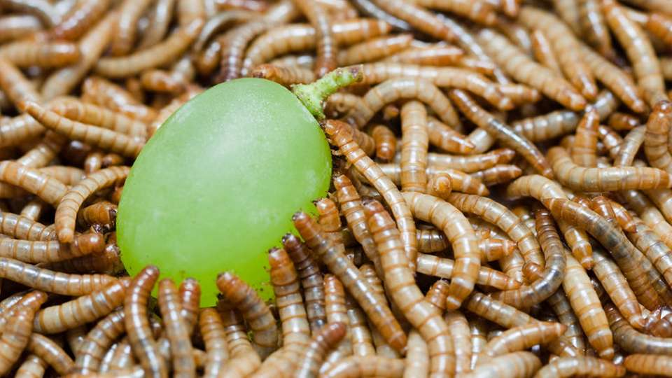 Wie Insekten unser Ernhrungssystem retten knnen