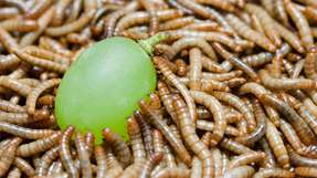 Statt nicht mehr essbare Lebensmittel zu entsorgen, ließen sich mit ihnen zum Beispiel Mehlwürmer hochzüchten, die dann wieder vom Menschen gegessen werden könnten.