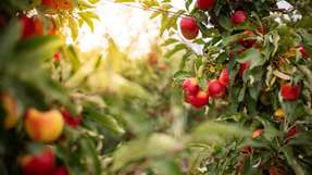 Künstliche Intelligenz hält Einzug in die Apfelernte: Ein Pflückroboter unterstützt menschliche Arbeiter auf Obstplantagen in Neuseeland.