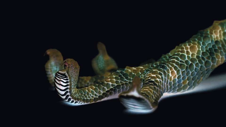 Die Adhäsionskräfte, mit denen sich Geckos seit Jahrmillionen die Wände hoch geht, nutzt der Greiferhersteller Schunk um unterschiedlichste Einsatzfelder in der Handhabung zu erschließen. 