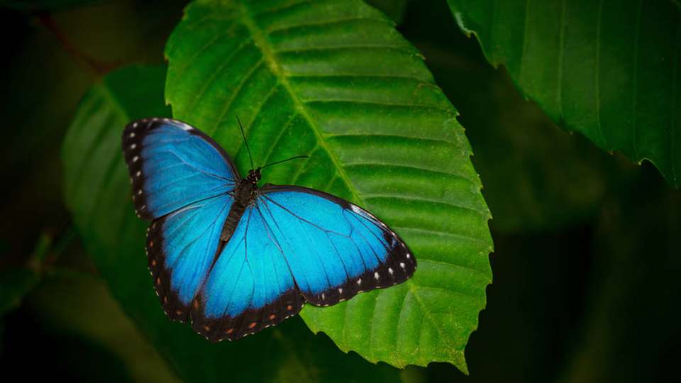 Das neue Prinzip für Photovoltaik-Anlagen wurde dem Flügel des Morpho-Schmetterlings entlehnt.