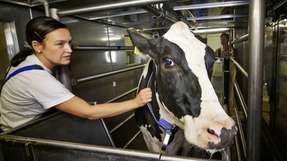 In den Respirationskammern des Leibniz-Instituts für Nutzierbiologie können Methanemissionen von Kühen exakt gemessen werden.