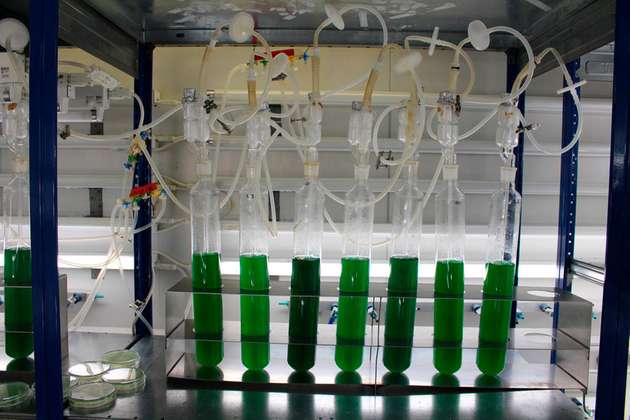 In mit Luft begasten Röhren lassen sich Cyanobakterien einfach im Labor anzüchten.
