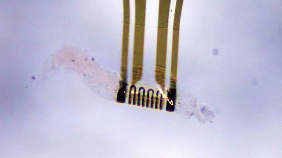 Sensoren und künstliche Muskeln im Mikrobereich: Angebracht auf einer verformbaren Polymerfolie können sie bioneurale Interfaces mit empfindlichem biologischen Gewebe herstellen, ohne Schäden zu verursachen.