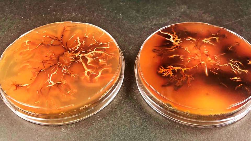 Pilzkultur in der Petrischale: Der Armillaria cepistipes produziert den Farbstoff Melanin – und zwar in großen Mengen.