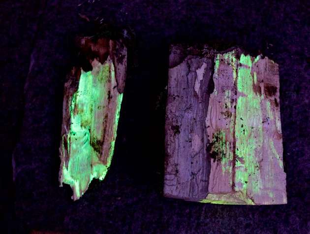 Der Hallimasch-Pilz durchdringt Holz und bringt es durch Biolumineszenz zum Leuchten.