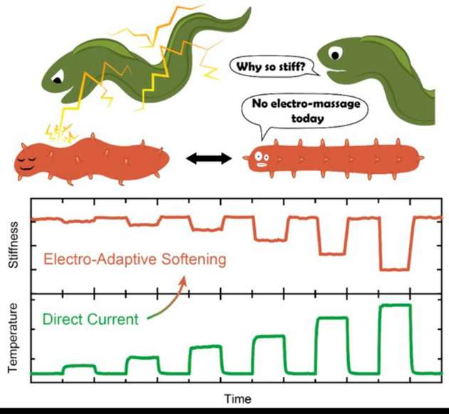Die Steifheit des Zellulose-Nanopapiers ändert sich mit der Stromzufuhr. Einen ähnlichen Mechanismus nutzen Seegurken zur Verteidigung vor Fressfeinden.