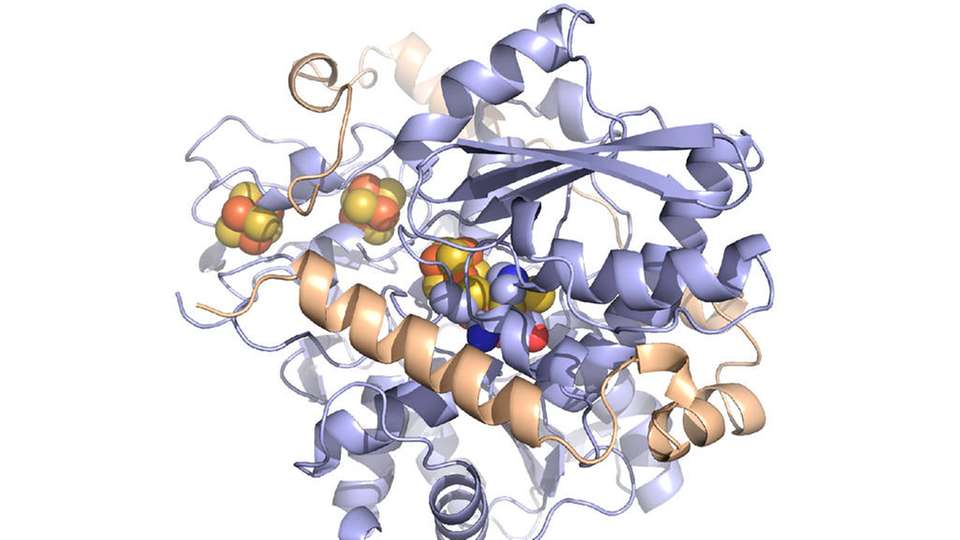 Strukturbild der Hydrogenase aus Desulfovibrio desulfuricans.