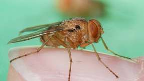 Die Fliege Ormia ochracea war Inspirationsquelle für eine außergewöhnliche Lärmforschung.