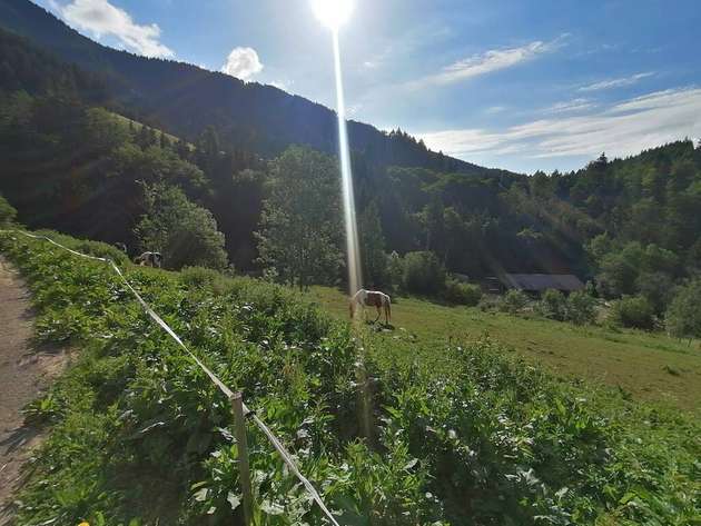 Szenenwechsel: Inmitten der österreichischen Alpen hält der Landwirt Jürgen Kienbink rund 6.000 Freilandhühner, schottische Hochlandrinder, Ziegen, Schweine und Pferde.