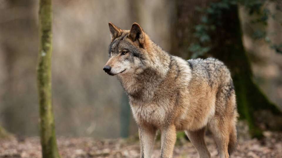 Nicht überall gerne gesehen: In der Nähe von Weidetieren soll der Wolf bald mithilfe Künstlicher Intelligenz vergrämt werden.