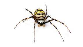 Trifft man in der Natur auf eine giftige Spinne, kann es ganz schnell böse enden. Im Labor hingegen sind Spinnengifte ein Segen für die Pharmaindustrie und Bioinsektizide.