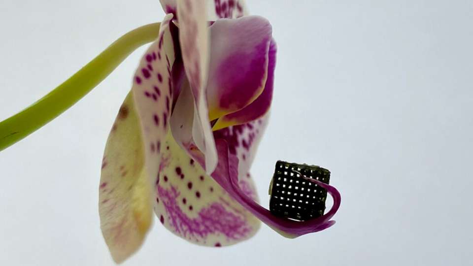 Ein würfelförmiges, 3D-gedrucktes, mit Goldnanostäbchen beladenes TiO2-Aerogel ist aufgrund einer schwammartigen, nanoporösen Struktur so leicht, dass sich die Blüte einer Orchidee nicht verbiegt. Gleichzeitig sind die Materialien extrem stabil.