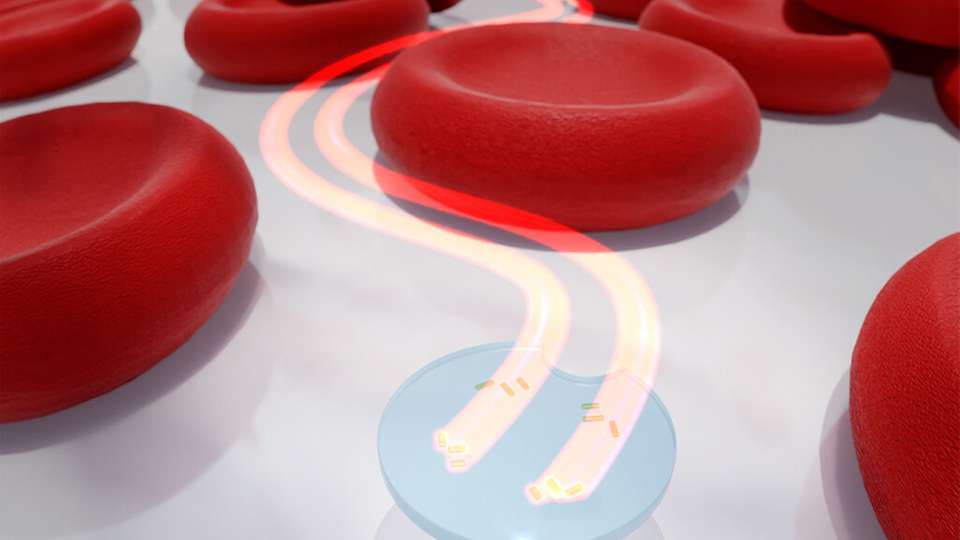 Eine Mikrodrohne wird mit zwei aktiven lichtgetriebenen Nanomotoren zwischen roten Blutkörperchen durch gesteuert.