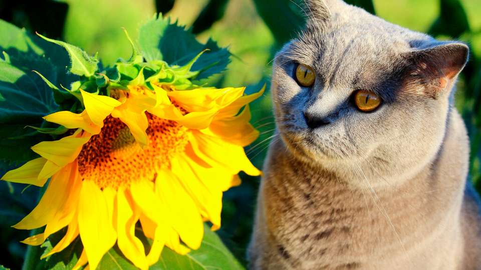 Wenn Katzen eine Blume als „metastabilen Zwischenschritt“ nutzen können, dann können einzelne Atome eines Katalysators das sicherlich auch.