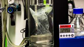 Im Labor testeten Forscher, wie schnell verschiedene Enzyme eine PET-Verpackung zersetzen.