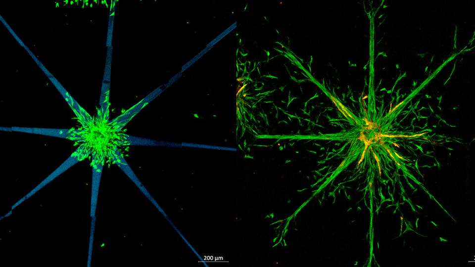Sternförmige Muster wurden angefertigt (links), in die Zellen dann nach und nach hineinwandern (rechts).
