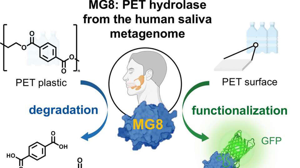 Die neue Hydrolase kann PET in kleinere Moleküle zerlegen, als es bisherige bakterielle Enzyme können – und kommt eventuell im menschlichen Körper vor.