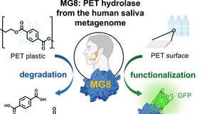 Die neue Hydrolase kann PET in kleinere Moleküle zerlegen, als es bisherige bakterielle Enzyme können – und kommt eventuell im menschlichen Körper vor.