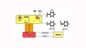 Wasserstoff-abhängige Produktion von Benzylalkohol aus Benzoesäure mittels des Wolfram-Enzyms Aldehyd-Oxidoreductase (AOR) und einer Benzylalkohol-Dehydrogenase (BADH).