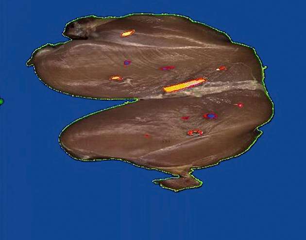 Hähnchenfleisch mit detektierten Verunreinigungen unter anderem aus blauem Kunststoff, Pappe und Holzpaletten.