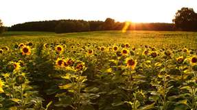 Die Verfügbarkeit von Speiseölen, besonders von Sonnenblumenöl, hat es bis in die Schlagzeilen der Tagespresse geschafft.