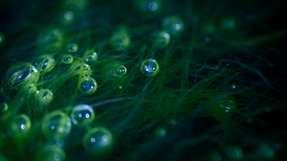 Mit mikroskopisch kleinen Algen lassen sich Pflanzen düngen und das mindestens genauso effizient, wie mit herkömmlichen Düngemitteln.