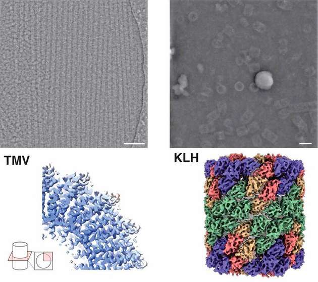 Aufnahme (oben) und Struktur (unten) des Proteins Hämocyanin (rechts) sowie des Tabakmosaikvirus (links) mittels iDPC-STEM. Unten die dazugehörigen 3D-Strukturen bei 3,5 sowie 6,5 Å Auflösung.