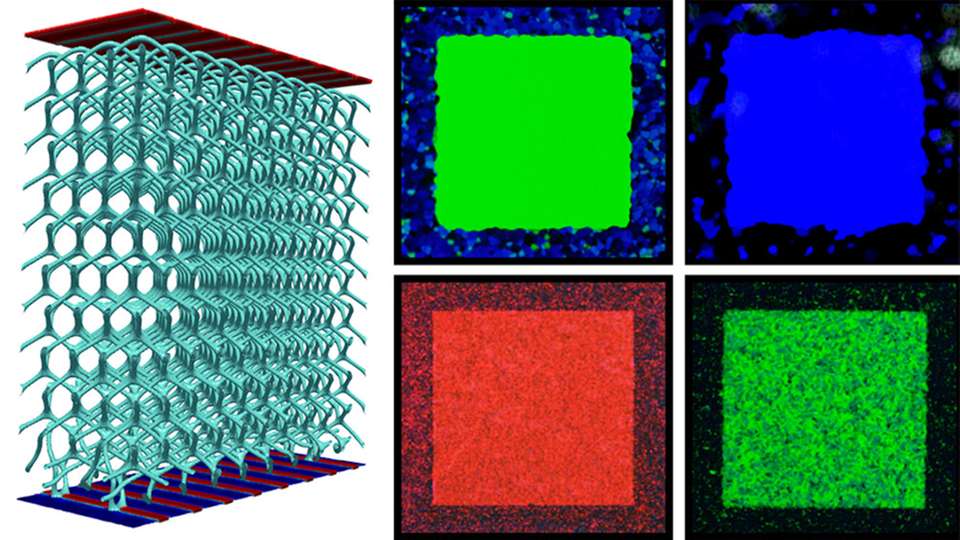 Forscher von Pritzker Molecular Engineering haben neue Methoden entwickelt, um Flüssigkristalle in blauer Phase zu züchten und sie in ein Gel zu verwandeln, wodurch sie thermisch stabiler werden und der Integration in die Technik näher kommen.