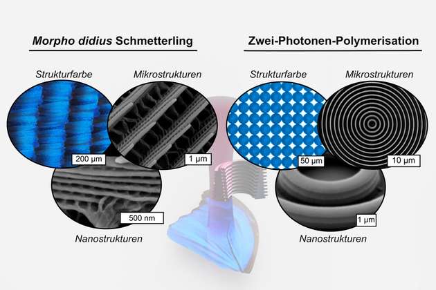 Farbe entsteht durch hierarchisch aufgebaute Strukturen: das Resultat für einen Morpho-didius-Schmetterling (links) und für biologisch inspirierte Strukturen (rechts), hergestellt mittels Zwei-Photonen-Polymerisation.