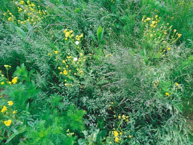 Vollständig begrünte Versuchsfläche nach Rekultivierung der Deponiefläche mit Pilz-Klärschlamm-Mischung