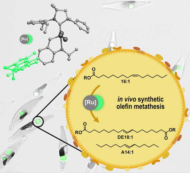 Die katalytische Olefinmetathese kann in lebenden Kieselalgen durchgeführt werden. Dabei werden in den Lipidorganellen der Algen gespeicherte Fettsäuren in Polymerbausteine und Chemikalien umgewandelt.
