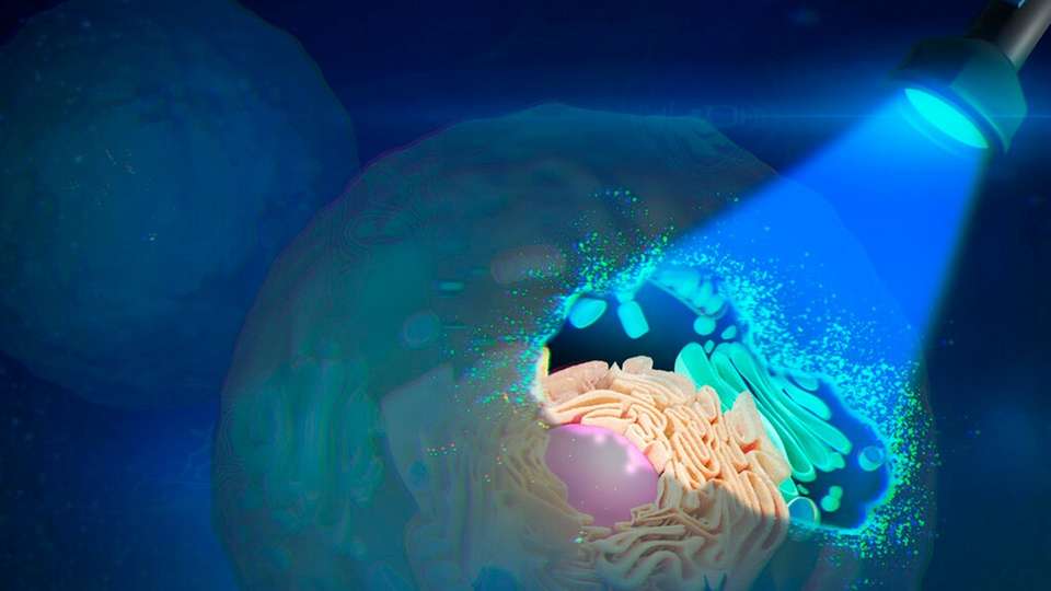 Auf Licht reagierende Moleküle wurden in eine künstliche Zellmembran eingebracht, um die Durchlässigkeit der Zellwand von außen zu kontrollieren.