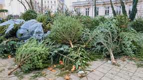Sieben Millionen Weihnachtsbäume landen im Vereinigten Königreich jedes Jahr auf der Mülldeponie, wodurch schätzungsweise 100.000 Tonnen schädlicher Treibhausgase in die Atmosphäre gelangen.