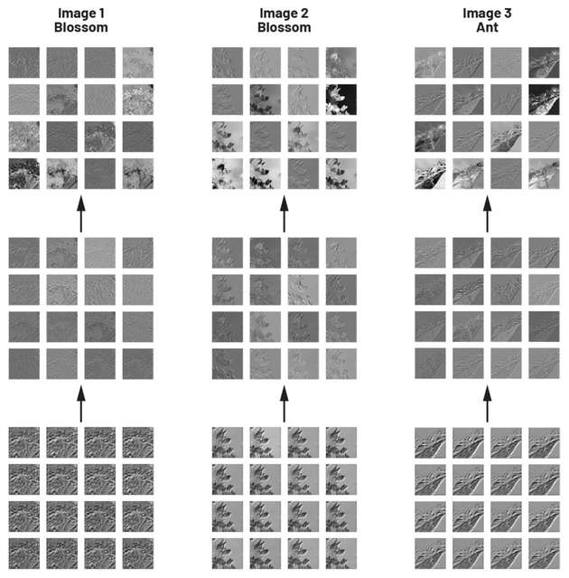 Visualisierte Feature Maps eines CNN