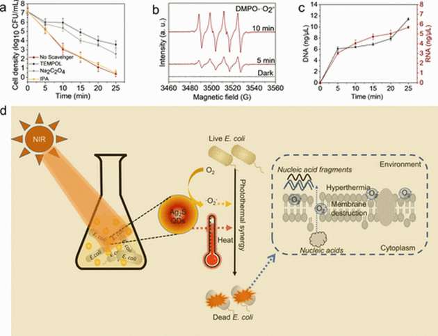 Das neuartige Verfahren nutzt ein speziell entwickeltes Silber-bindendes Peptid in Verbindung mit NIR-Licht, um Bakterien abzutöten.