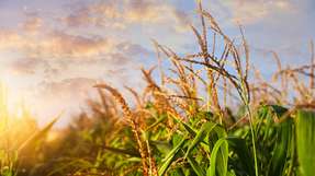 Die Maisernte zur Herstellung von Bioethanol ist nicht unbedingt nachhaltig.