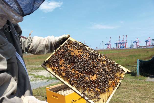 Hafenhonig mit Nordseenote: Bereits seit gut vier Jahren fühlt sich ein Bienenvolk im Jade-Weser-Port pudelwohl. Mehr als 61 kg feinsten Hafenhonig haben die fleißigen Bienen seither frei Haus geliefert. Auch mit diesem eher kleinen Projekt setzt der Jade-Weser-Port ein wichtiges nachhaltiges Zeichen.