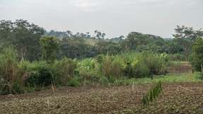 Die Ausweitung landwirtschaftlicher Flächen ist ein Hauptgrund für die Entwaldung in der Projektregion im Westen Ugandas.

