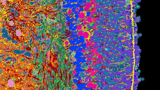 Ausschnitt aus einem Querschnitt eines Netzhaut-Organoids – unterschiedliche Gewebestrukturen sind mit unterschiedlichen Farben sichtbar gemacht.
