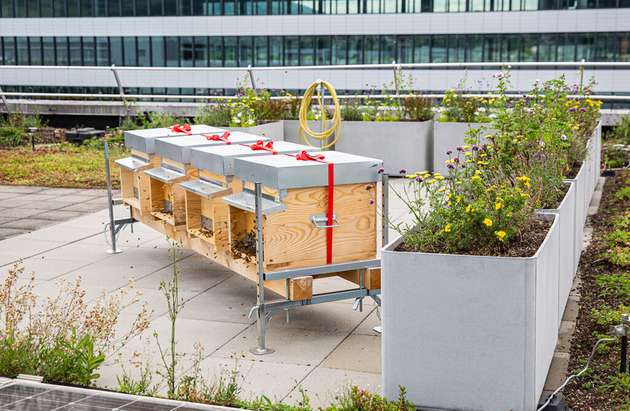 Bienen auf dem Dach eines Endress+Hauser Produktionsgebäudes im schweizerischen Reinach sorgen für Biodiversität.