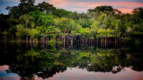 Bereits 20 Prozent des Amazonas-Regenwaldes sind verloren